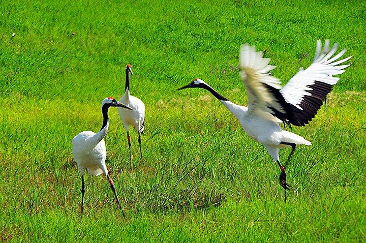 河南现成的钢结构一级资质有没有整体转让的