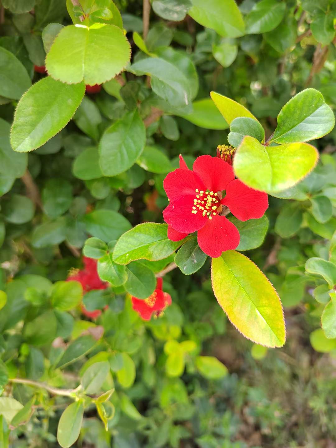 急寻卖家河南智能化一级建筑三级市政三地基基础三级二级机电安装