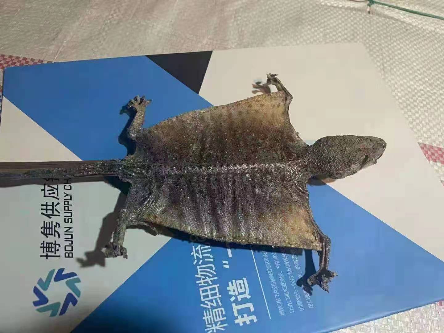 天津港进口蛤蚧清关代理公司