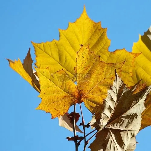郑州建筑三级转让钢钩三装修防水二承接房屋建筑工程，附流程要点