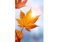 1642666162131884.jpg 235096-1310250H64520-lp.jpg