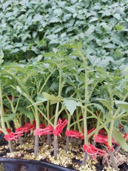 揭阳千禧小番茄苗批发 代育嫁接千禧种苗基地