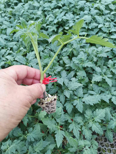 锦州小番茄苗 釜山88小番茄苗厂家