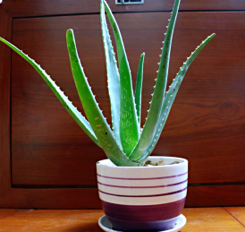 20-25公分库拉索芦荟种苗