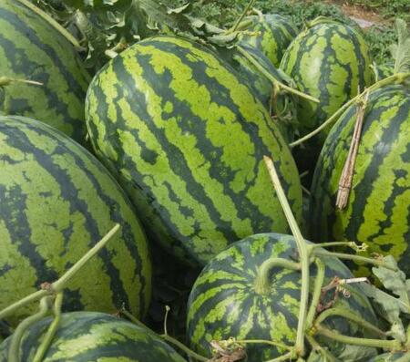 沧州西瓜育苗厂 嫁接西瓜种苗基地好品种