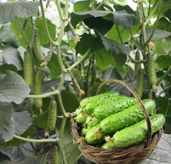 葫芦岛田骄七号黄瓜苗 旱黄瓜育苗基地