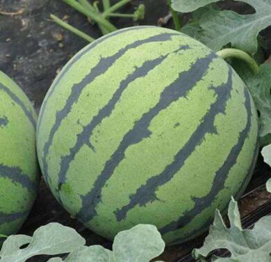 拉萨育西瓜苗厂 嫁接西瓜苗批发