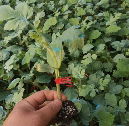 泌阳西瓜苗甜王品种 大红瓤西瓜育苗厂