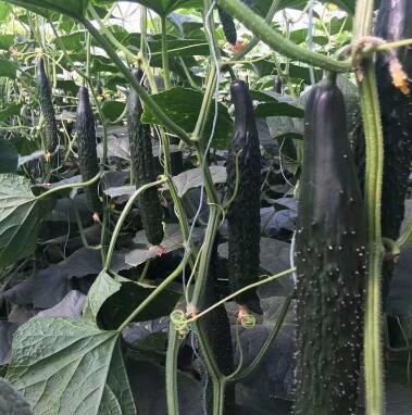 六盘水黄瓜苗批发 嫁接大黄瓜苗基地