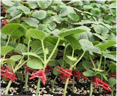 呼伦贝尔甜瓜苗育苗厂 博洋九甜瓜苗供应