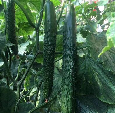 郑州黄瓜育苗厂 育嫁接黄瓜苗基地