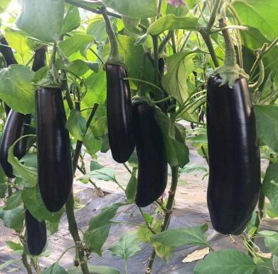 邯郸茄子苗育苗厂批发圆茄苗基地在哪