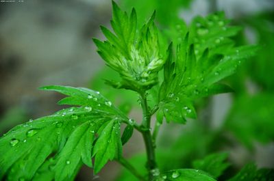 湖北易瑞药业有限公司孙松正规负责