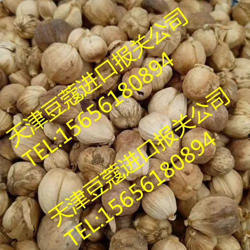 北京白豆蔻报关代理公司