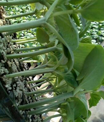 遵义黄瓜苗厂家 德瑞特嫁接黄瓜苗批发