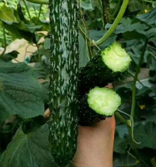 凤阳黄瓜苗育苗基地 滁州嫁接旱黄瓜苗