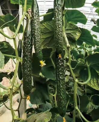 全椒黄瓜苗培育基地 定远强雌油亮黄瓜苗