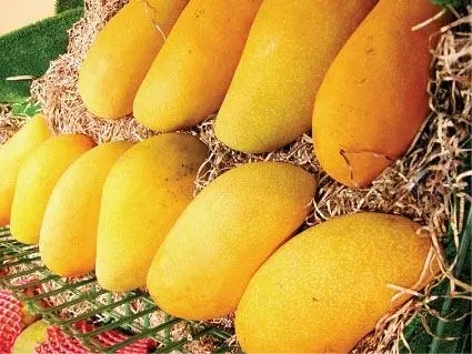 水果进口手续办理天津进口泰国香蕉水果进口报关流程