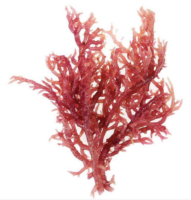 麒麟菜进口报关清关交给青岛巨晖就放心了