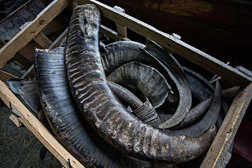 牛角进口报关清关一步到位的简单办法