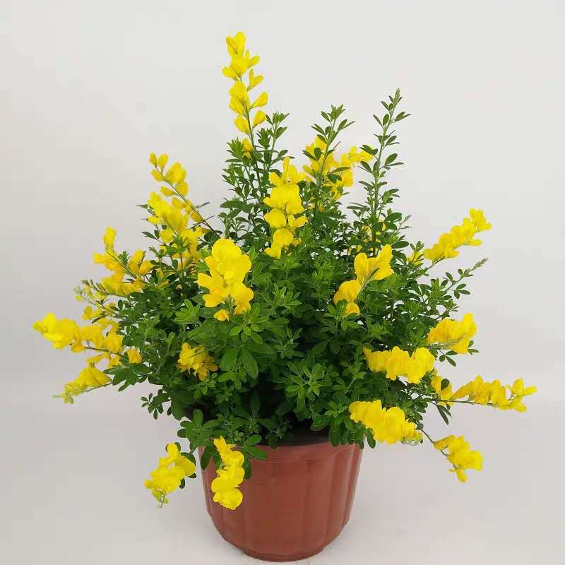 河南企业财务外包决策过程的构成要素,财务外包业务