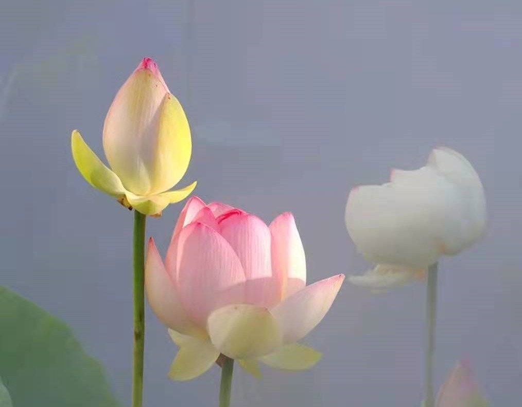 郑州/开封/河南电力三级资质装修二级资质转让郑州电力三级带承装修饰四四四