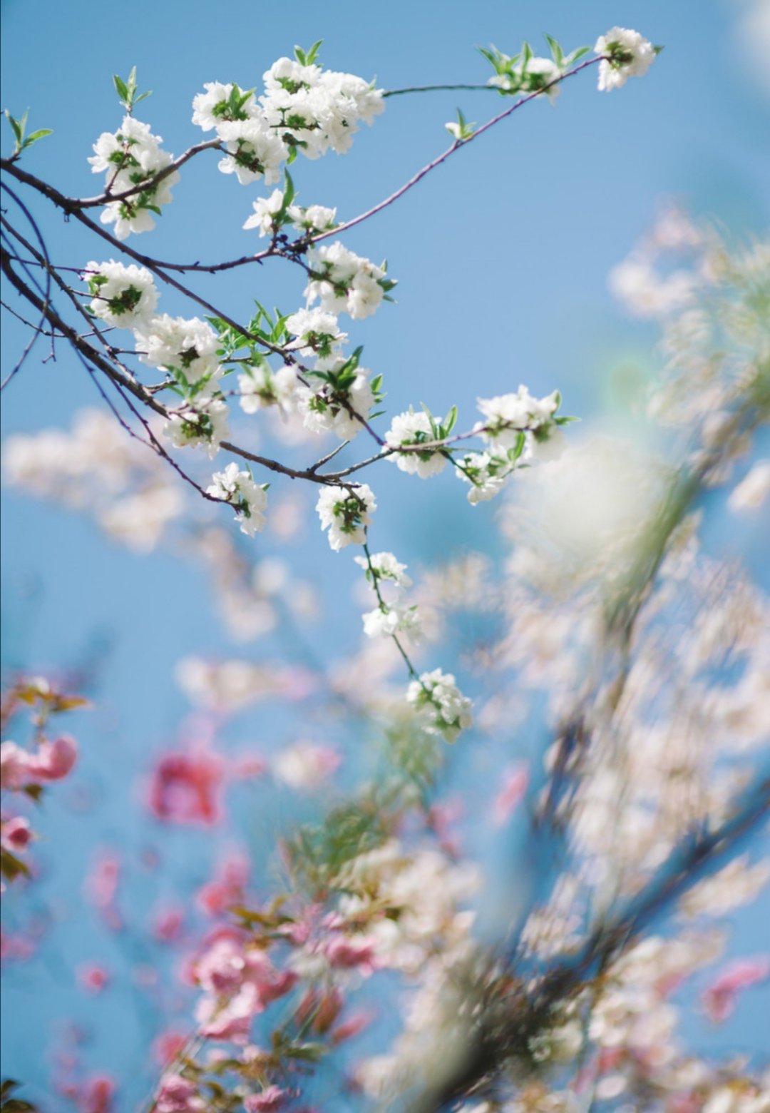 1641374119453244.jpg 微信图片_20200312142647.jpg