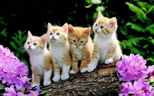 1641632491612646.jpg src=http___hbimg.b0.upaiyun.com_1f6075c30e555a59f9f1623ffe1ed4a8251c110589274-SCad9N_fw658&refer=http___hbimg.b0.upaiyun.jpg