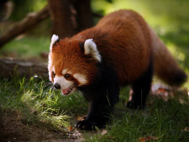 1641711325248577.jpg src=http___hbimg.b0.upaiyun.com_10ab6b7bc26e0628f62b04745c72c0a4ec22c04c10fd8-dAN66T_fw658&refer=http___hbimg.b0.upaiyun.jpg