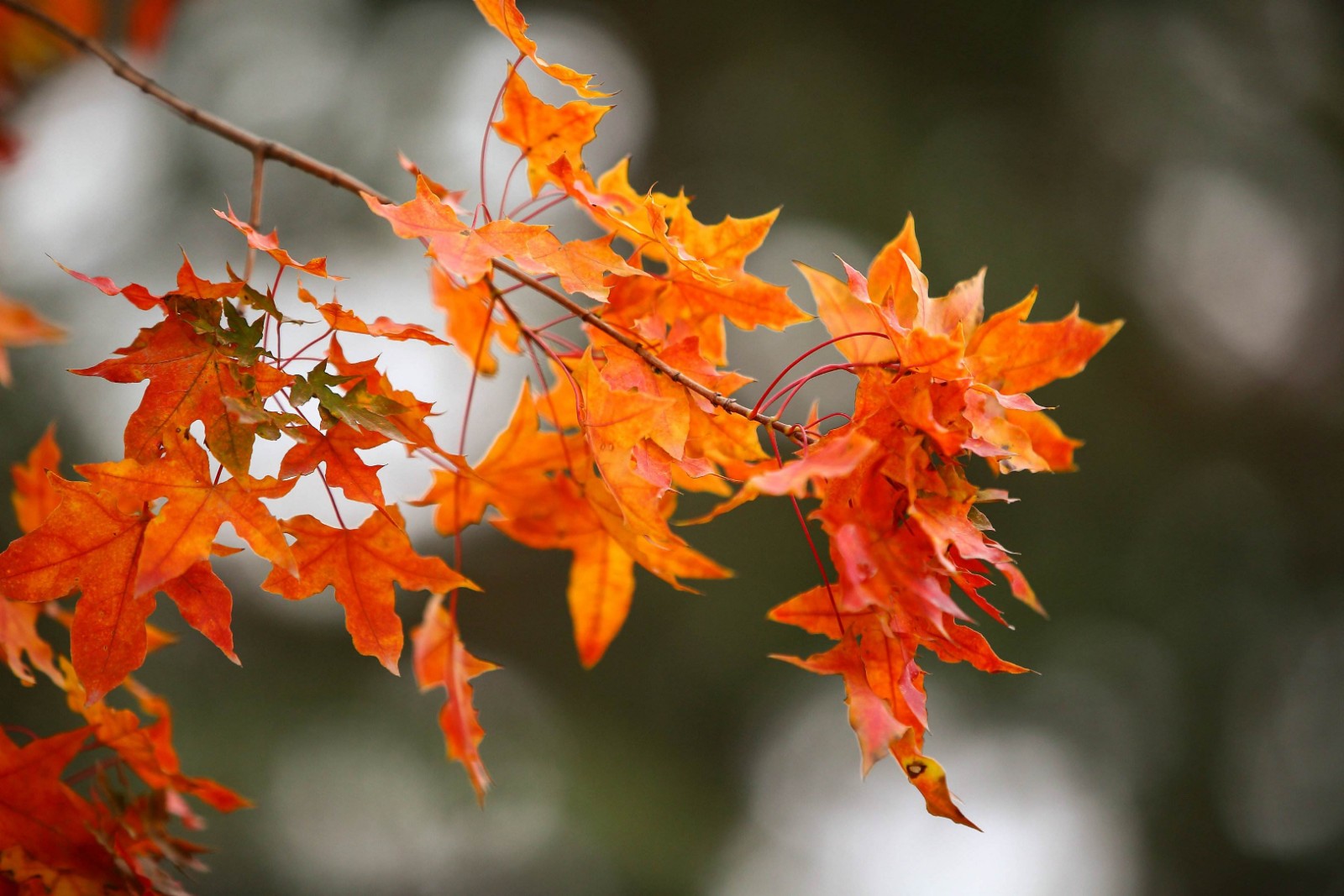 河南/郑州装修装饰一级资质转让，防水防腐保温乙级资质转让