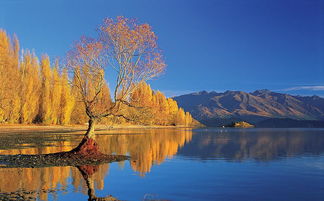 河南省电子税务局自然人代开操作流程