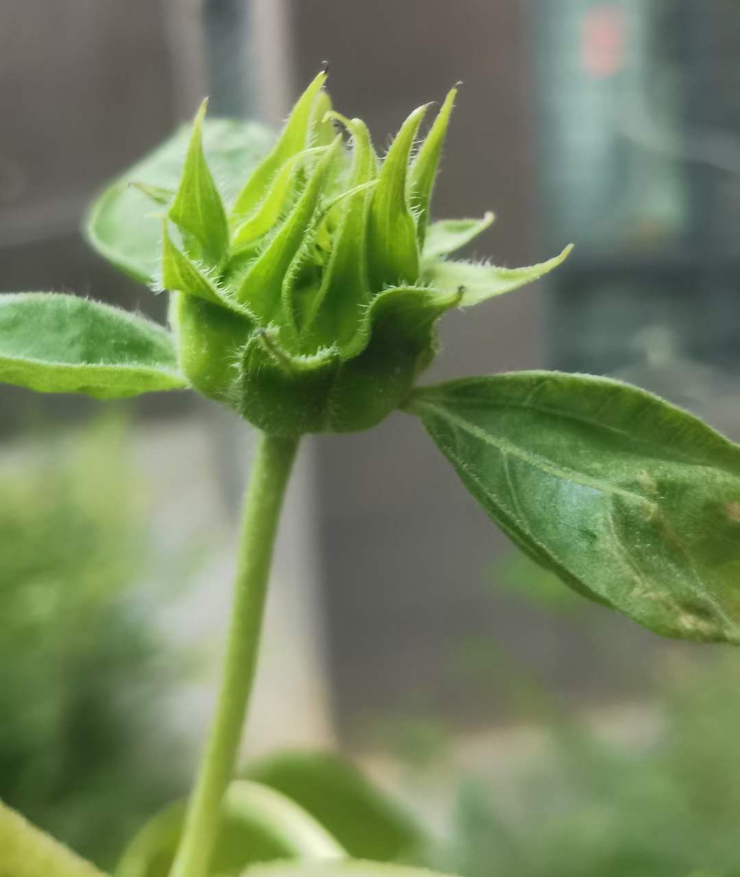 郑州咨询服务费代开什么政策，技术研发自然人代开什么要求