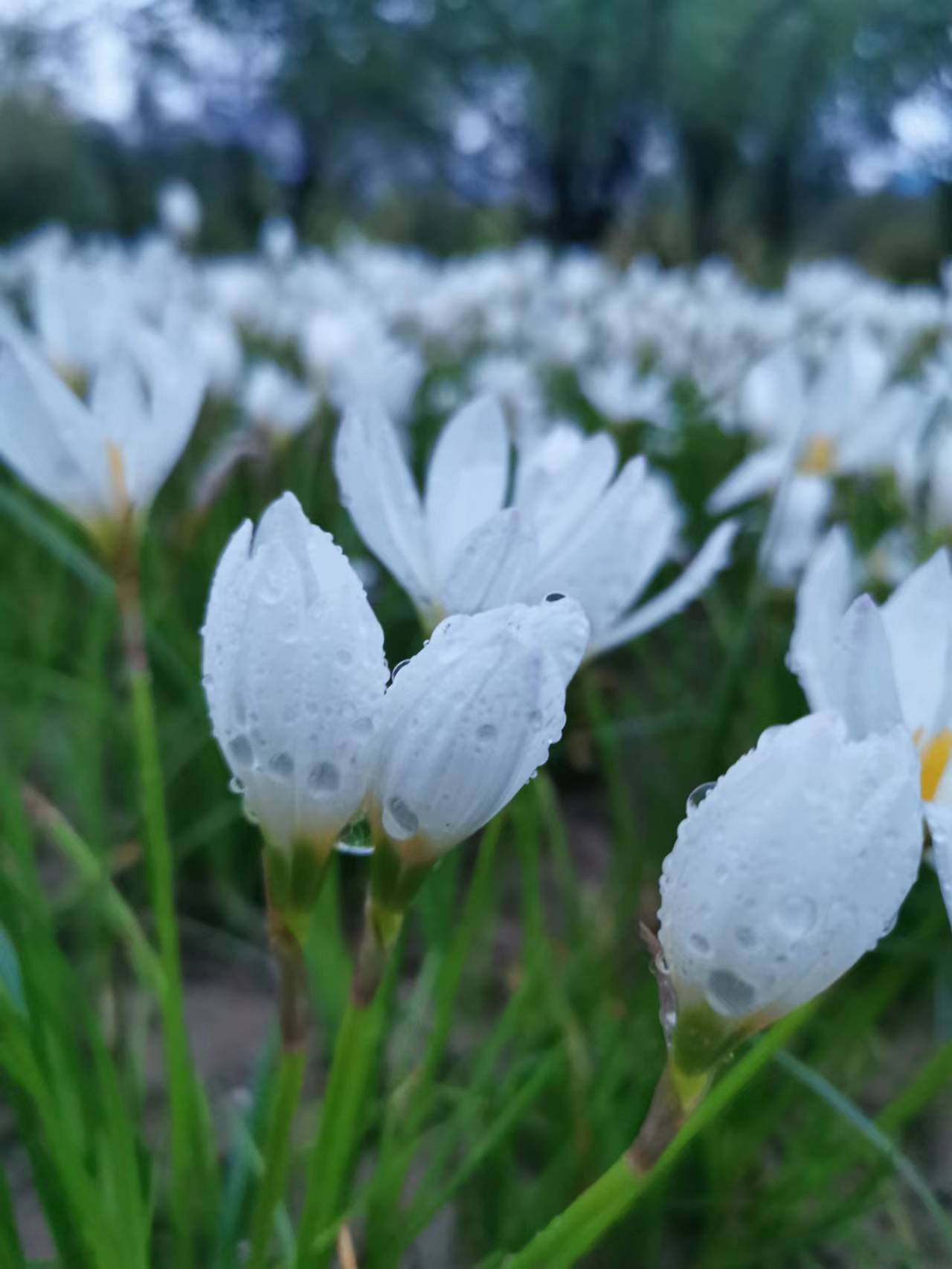 河南企业税筹筹划用个享受核定征收优惠政策